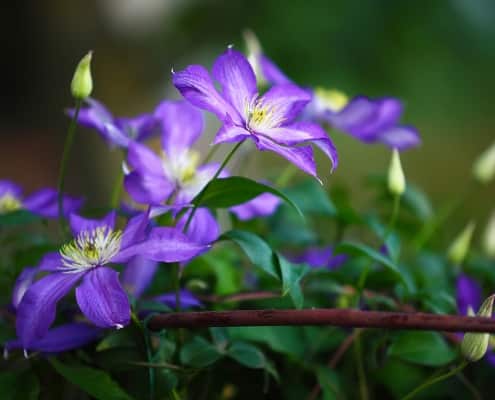 Purple Clematis Flowers