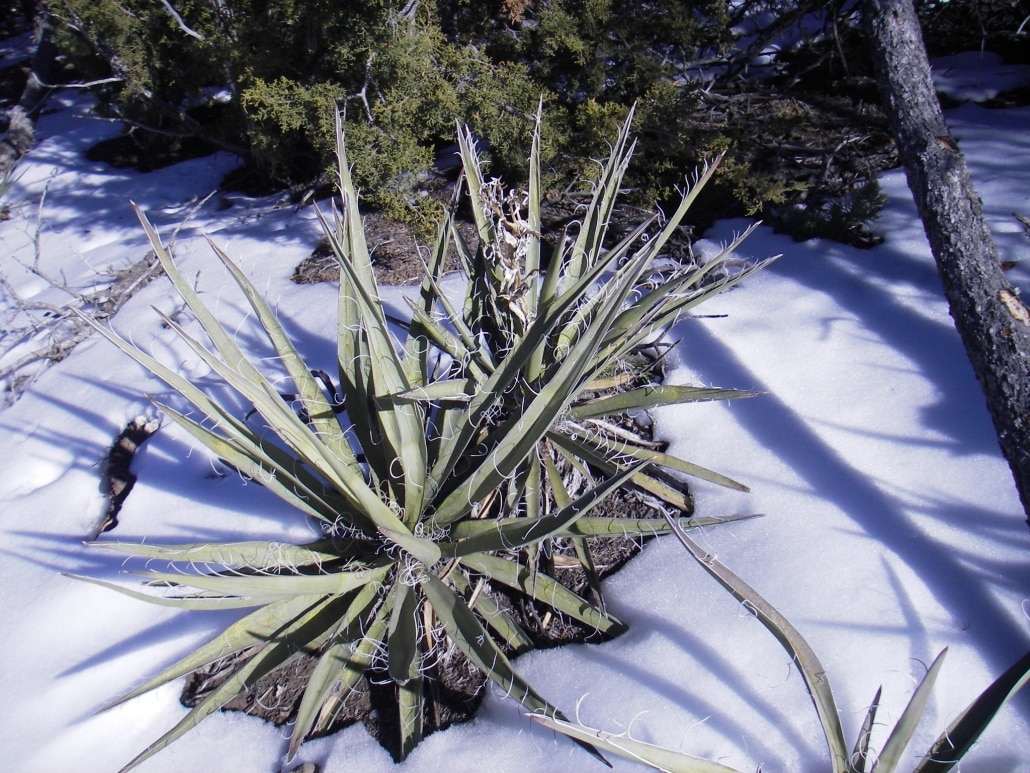 Plants for Winter