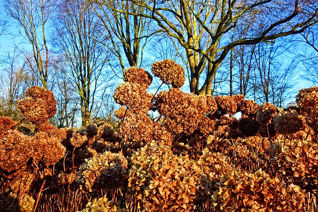 Plants for Winter