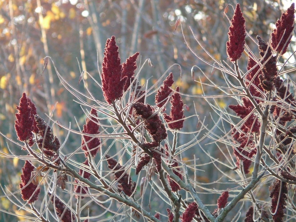 Plants for Winter