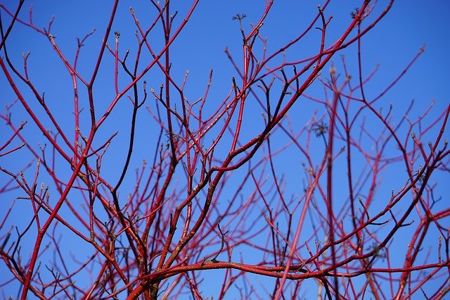 Plants for Winter