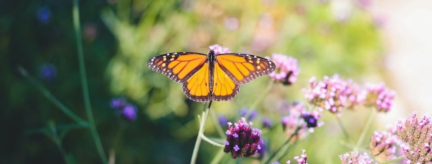 Tips to Create a Wildlife-Friendly Garden | Landscapes Unlimited