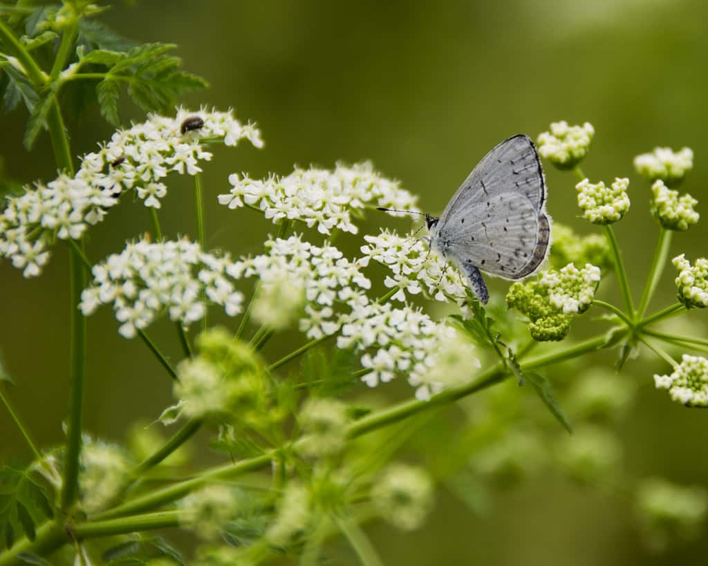 Environmental Landscaping