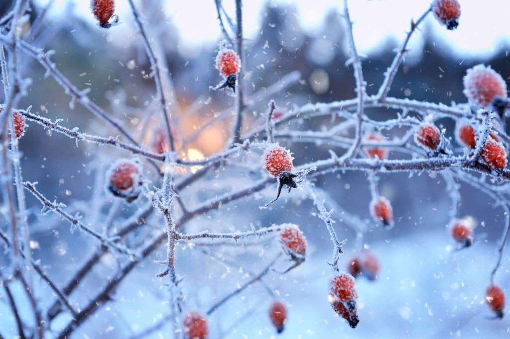 Winter Gardening Landscape