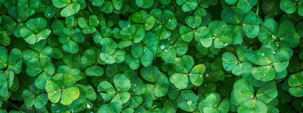 Close-up of vibrant green clover for a front yard