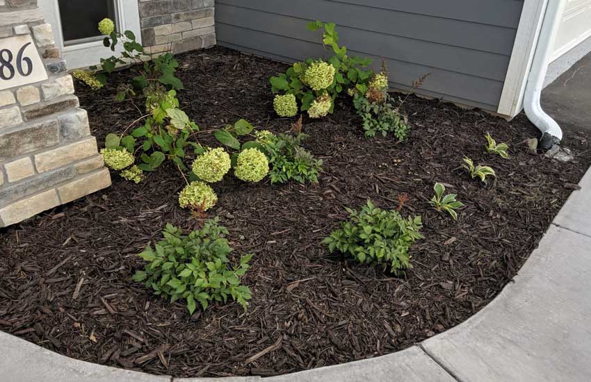 Bush trimming and shaping landscape maintenance